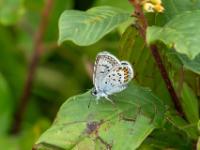 Argus-Bläuling oder Geißklee-Bläuling Männchen
